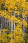 USA, Colorado, Uncompahgre National Forest. Aspen grove in autumn. Art Print